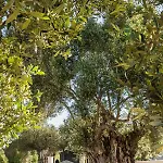 Вилла Laoura Свороната